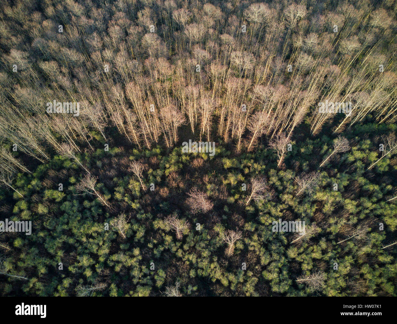 Vue aérienne de la forêt sauvage au coucher du soleil Banque D'Images