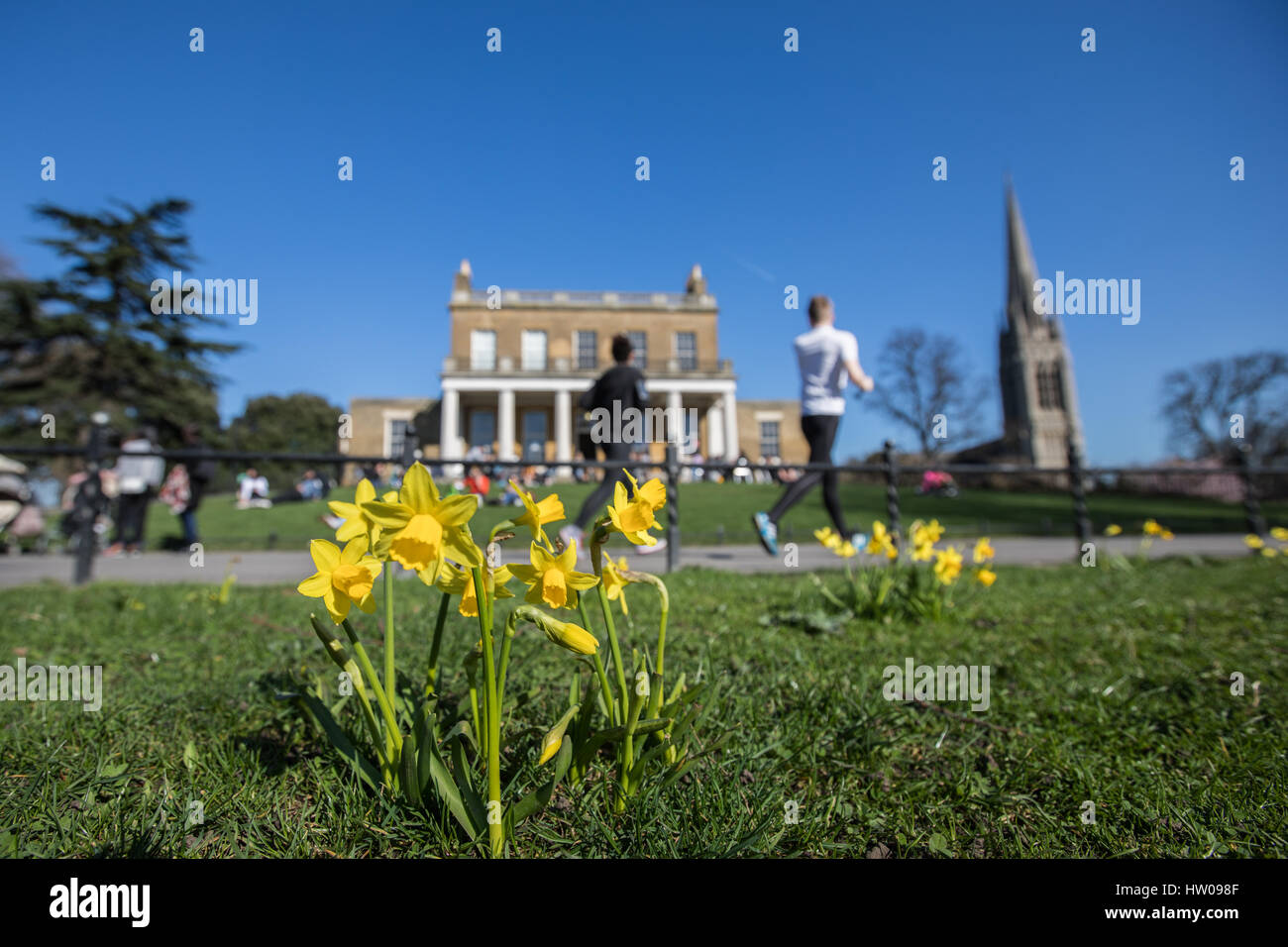 Londres, Royaume-Uni. Mar 15, 2017.UK weather. Belle, ensoleillée, le printemps de jonquilles dans Finsbury Park et Clissold Park, Londres. Credit : Carol Moir/Alamy Live News Banque D'Images