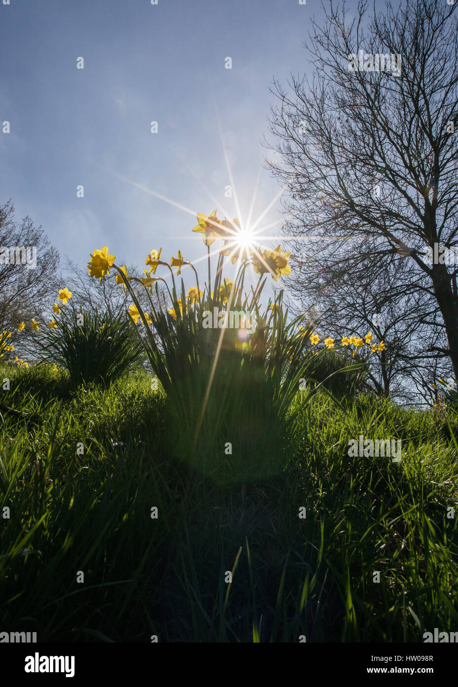 Londres, Royaume-Uni. Mar 15, 2017.UK weather. Belle, ensoleillée, le printemps de jonquilles dans Finsbury Park et Clissold Park, Londres. Credit : Carol Moir/Alamy Live News Banque D'Images