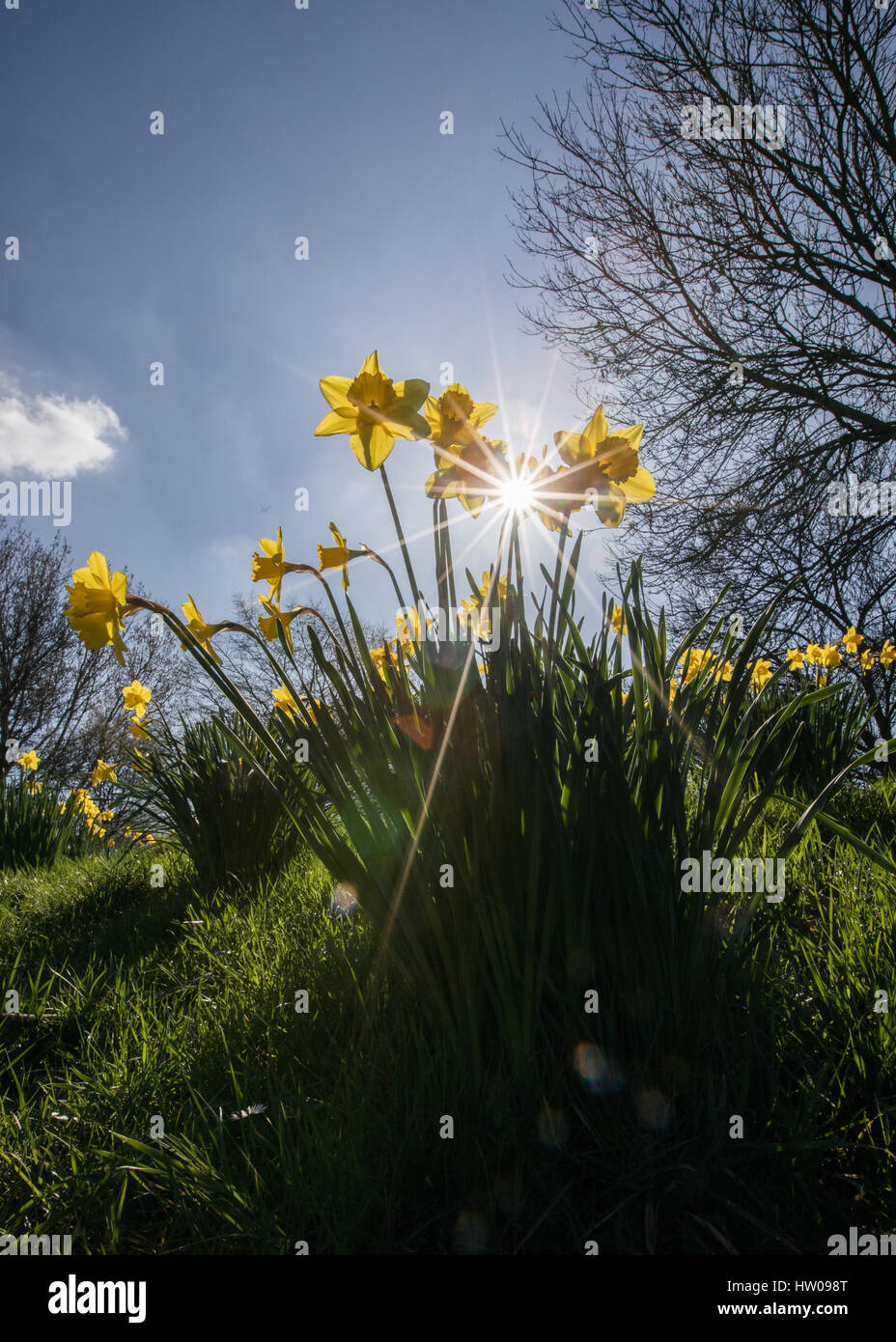 Londres, Royaume-Uni. Mar 15, 2017.UK weather. Belle, ensoleillée, le printemps de jonquilles dans Finsbury Park et Clissold Park, Londres. Credit : Carol Moir/Alamy Live News Banque D'Images