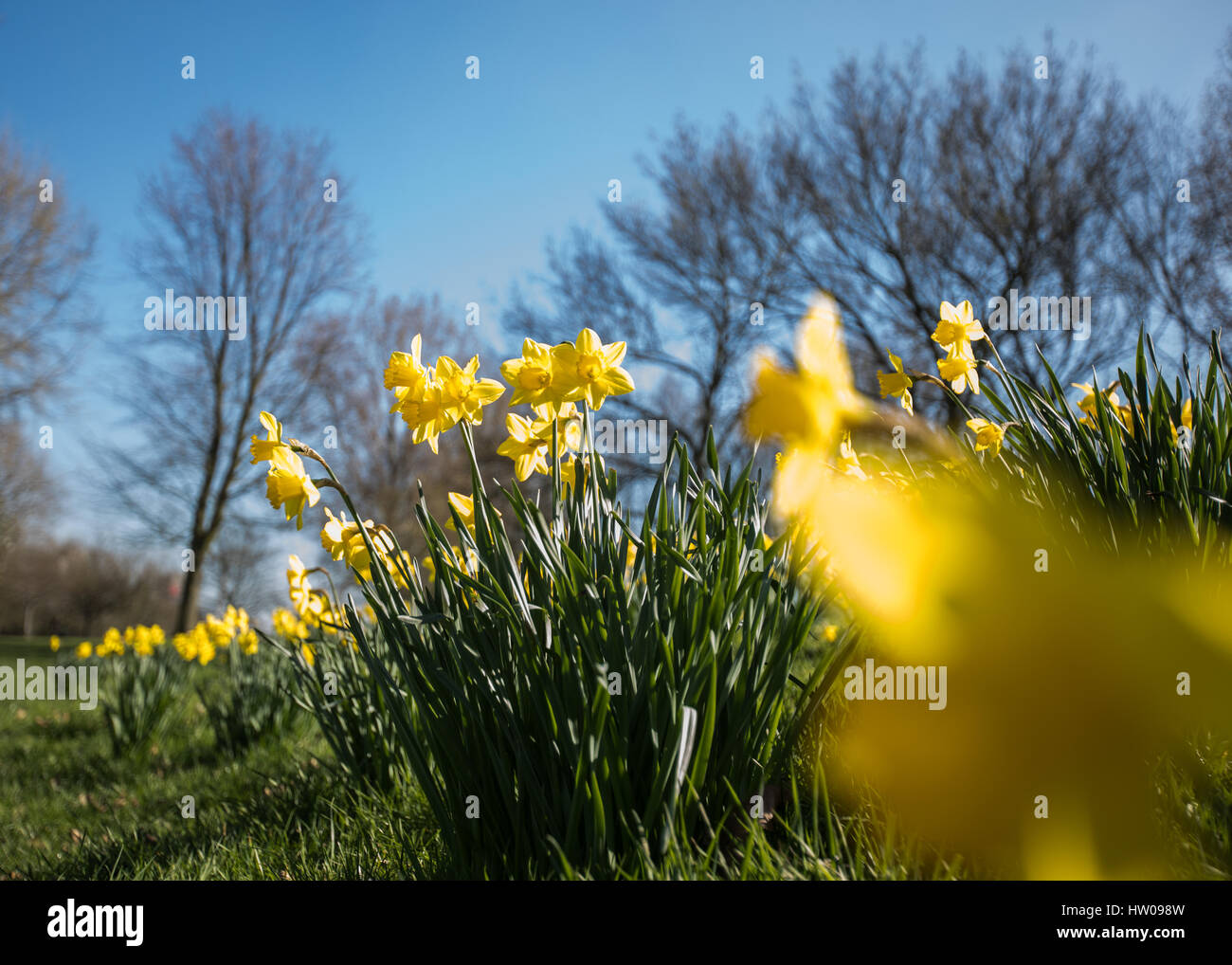 Londres, Royaume-Uni. Mar 15, 2017.UK weather. Belle, ensoleillée, le printemps de jonquilles dans Finsbury Park et Clissold Park, Londres. Credit : Carol Moir/Alamy Live News Banque D'Images