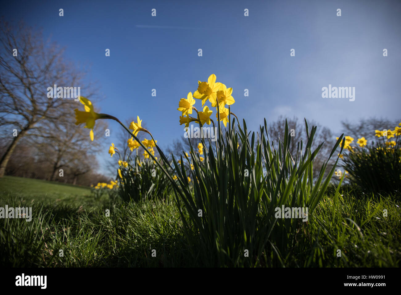 Londres, Royaume-Uni. Mar 15, 2017.UK weather. Belle, ensoleillée, le printemps de jonquilles dans Finsbury Park et Clissold Park, Londres. Credit : Carol Moir/Alamy Live News Banque D'Images