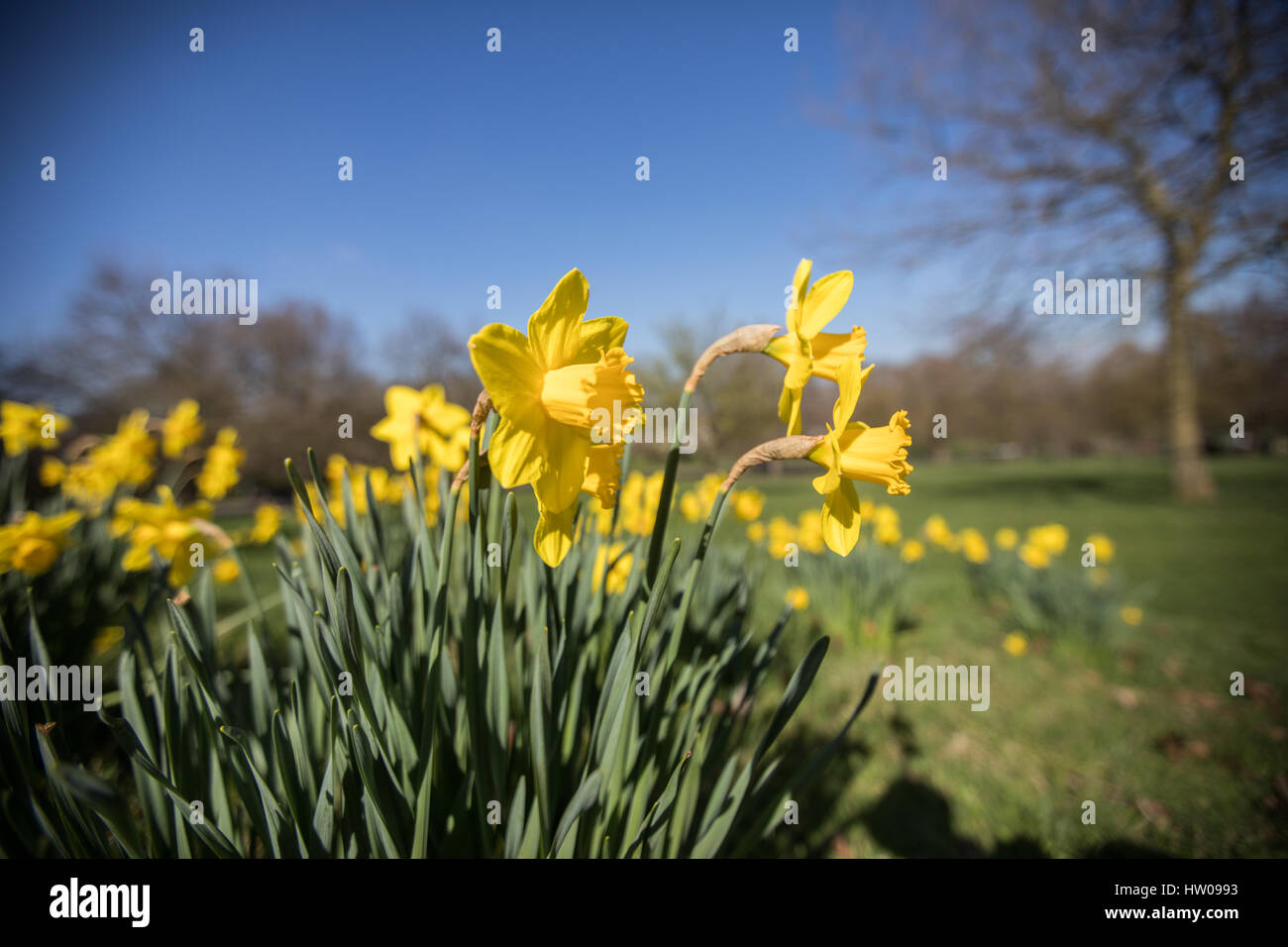 Londres, Royaume-Uni. Mar 15, 2017.UK weather. Belle, ensoleillée, le printemps de jonquilles dans Finsbury Park et Clissold Park, Londres. Credit : Carol Moir/Alamy Live News Banque D'Images