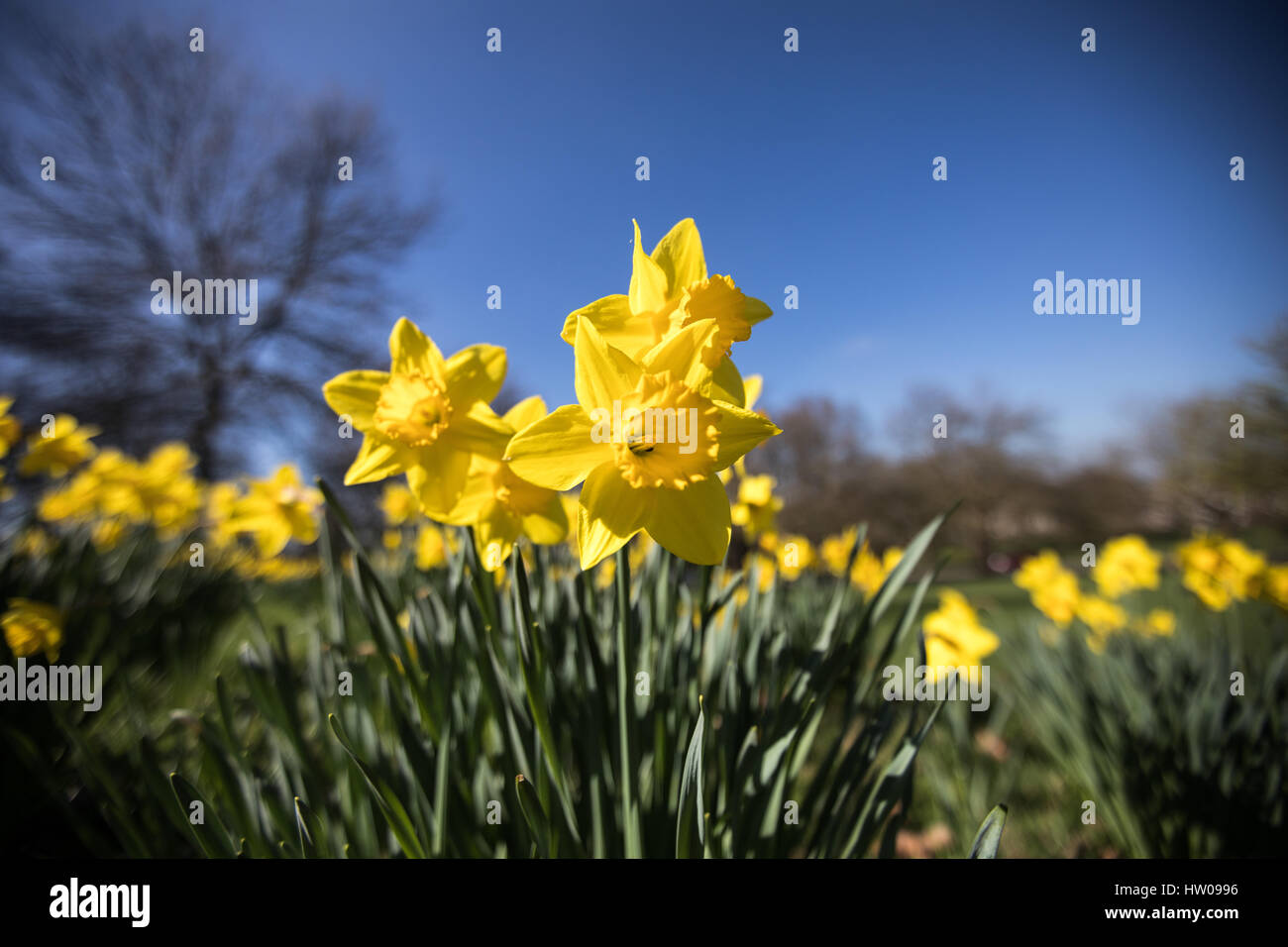 Londres, Royaume-Uni. Mar 15, 2017.UK weather. Belle, ensoleillée, le printemps de jonquilles dans Finsbury Park et Clissold Park, Londres. Credit : Carol Moir/Alamy Live News Banque D'Images
