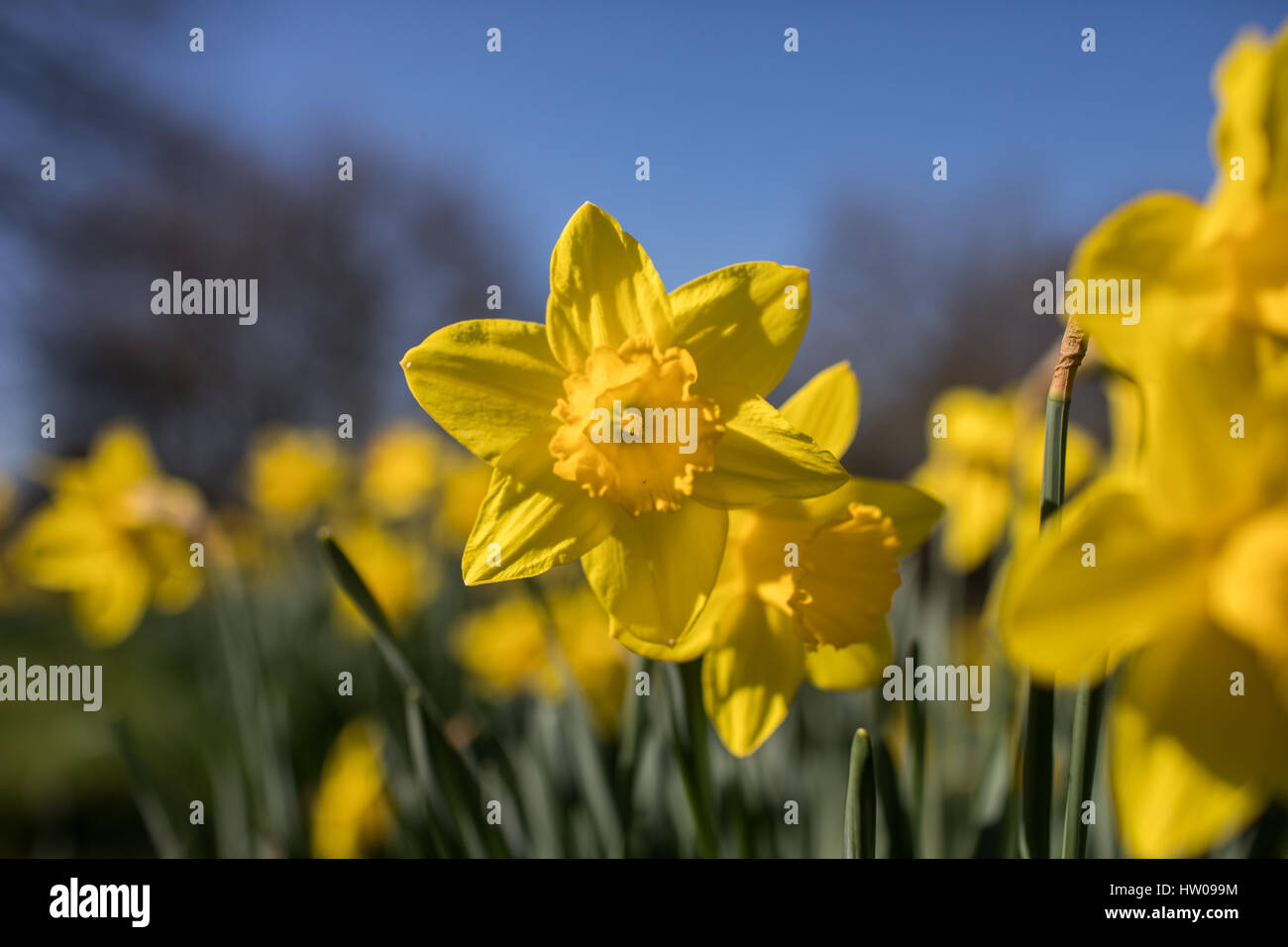 Londres, Royaume-Uni. Mar 15, 2017.UK weather. Belle, ensoleillée, le printemps de jonquilles dans Finsbury Park et Clissold Park, Londres. Credit : Carol Moir/Alamy Live News Banque D'Images