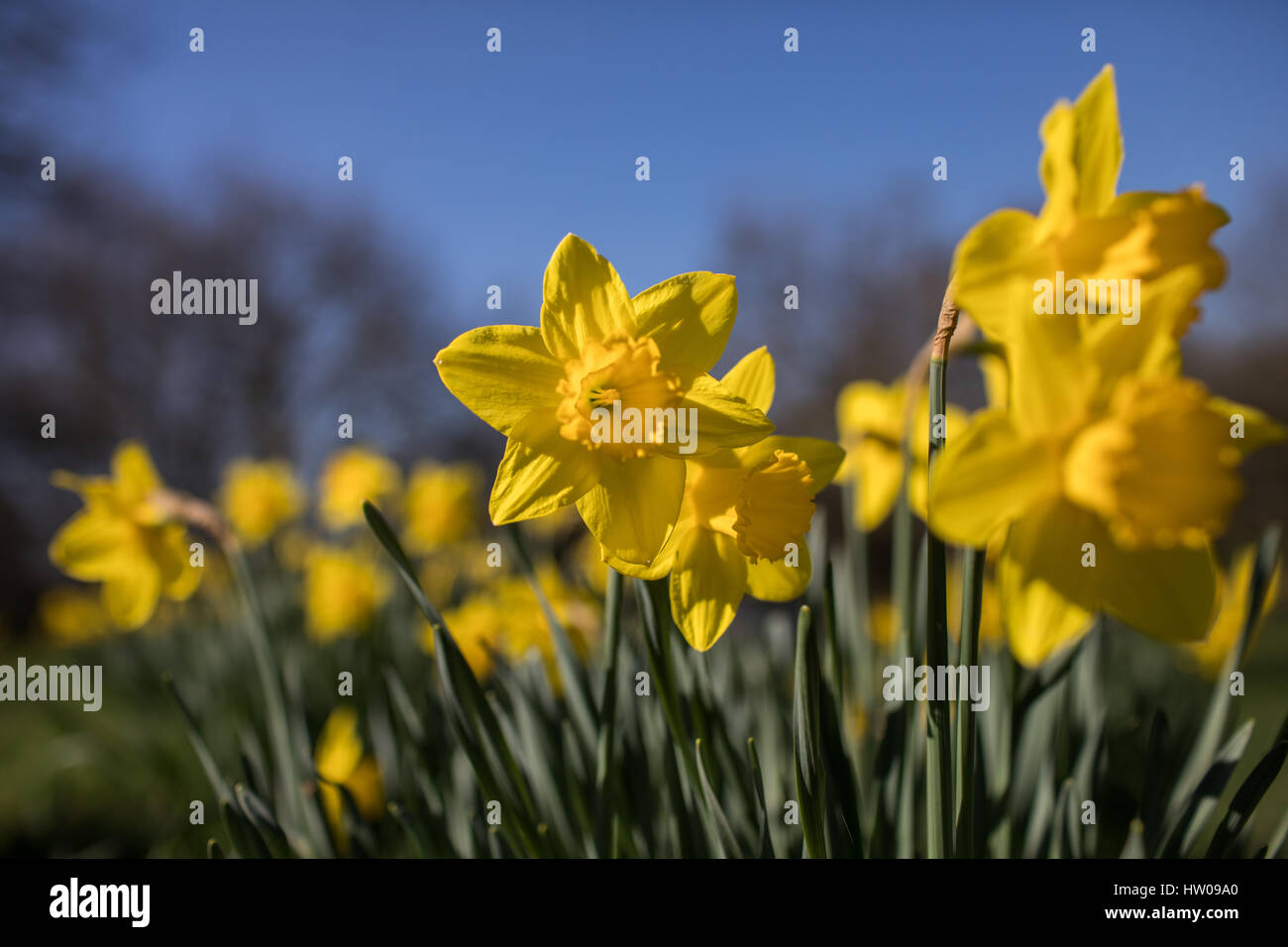 Londres, Royaume-Uni. Mar 15, 2017.UK weather. Belle, ensoleillée, le printemps de jonquilles dans Finsbury Park et Clissold Park, Londres. Credit : Carol Moir/Alamy Live News Banque D'Images