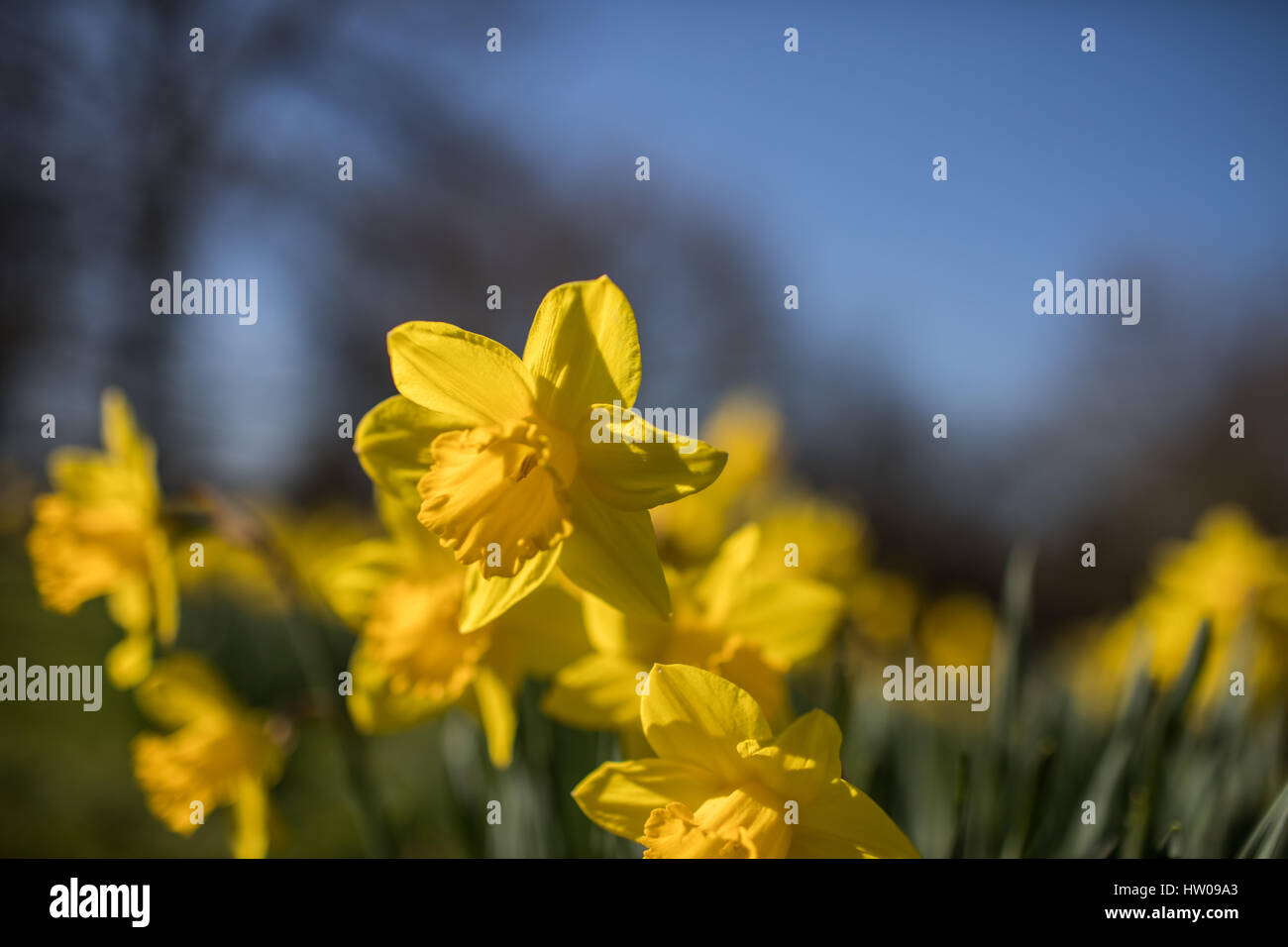 Londres, Royaume-Uni. Mar 15, 2017.UK weather. Belle, ensoleillée, le printemps de jonquilles dans Finsbury Park et Clissold Park, Londres. Credit : Carol Moir/Alamy Live News Banque D'Images