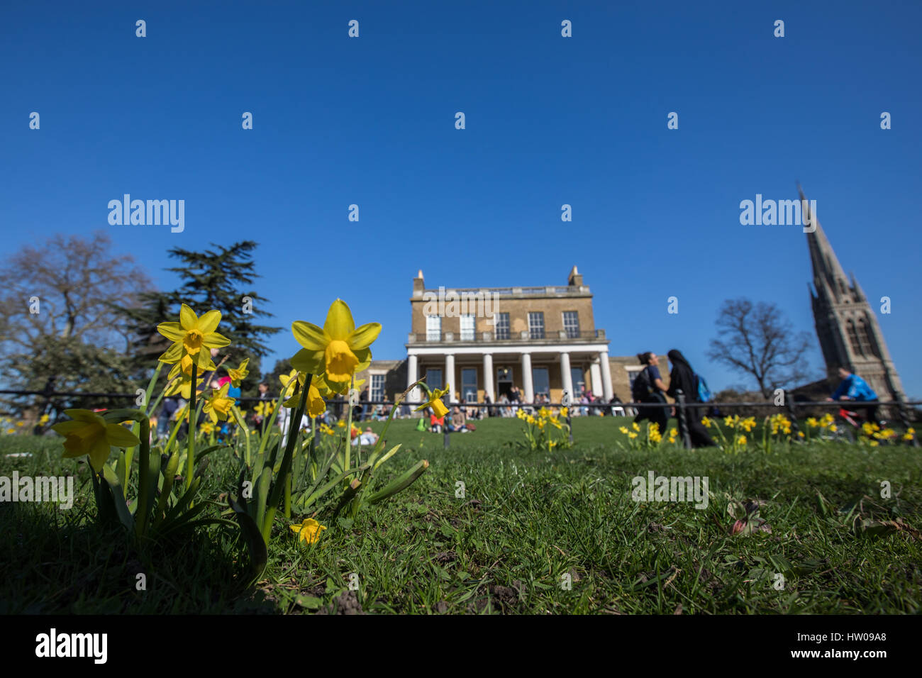 Londres, Royaume-Uni. Mar 15, 2017.UK weather. Belle, ensoleillée, le printemps de jonquilles dans Finsbury Park et Clissold Park, Londres. Credit : Carol Moir/Alamy Live News Banque D'Images