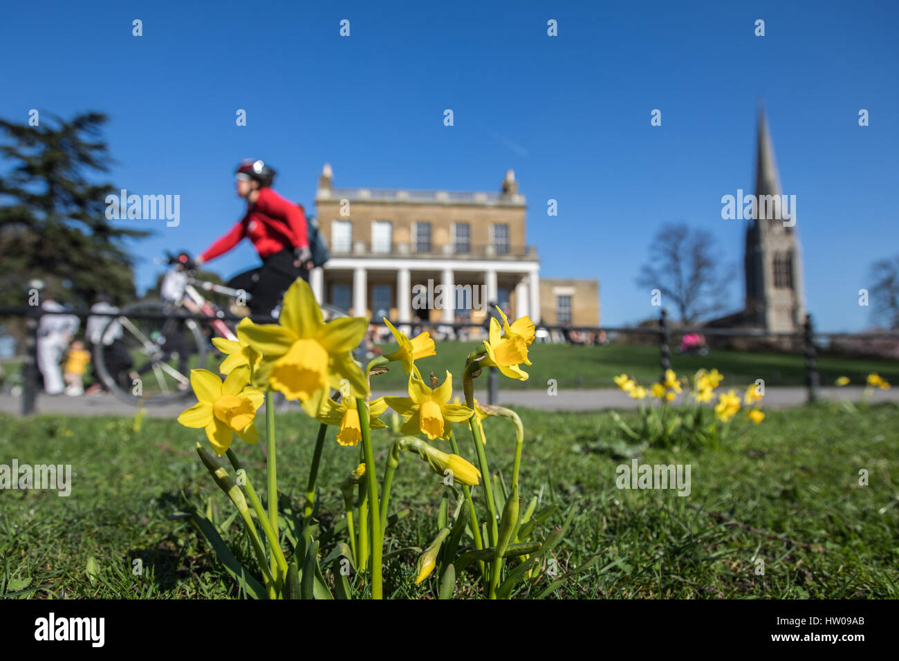 Londres, Royaume-Uni. Mar 15, 2017.UK weather. Belle, ensoleillée, le printemps de jonquilles dans Finsbury Park et Clissold Park, Londres. Credit : Carol Moir/Alamy Live News Banque D'Images