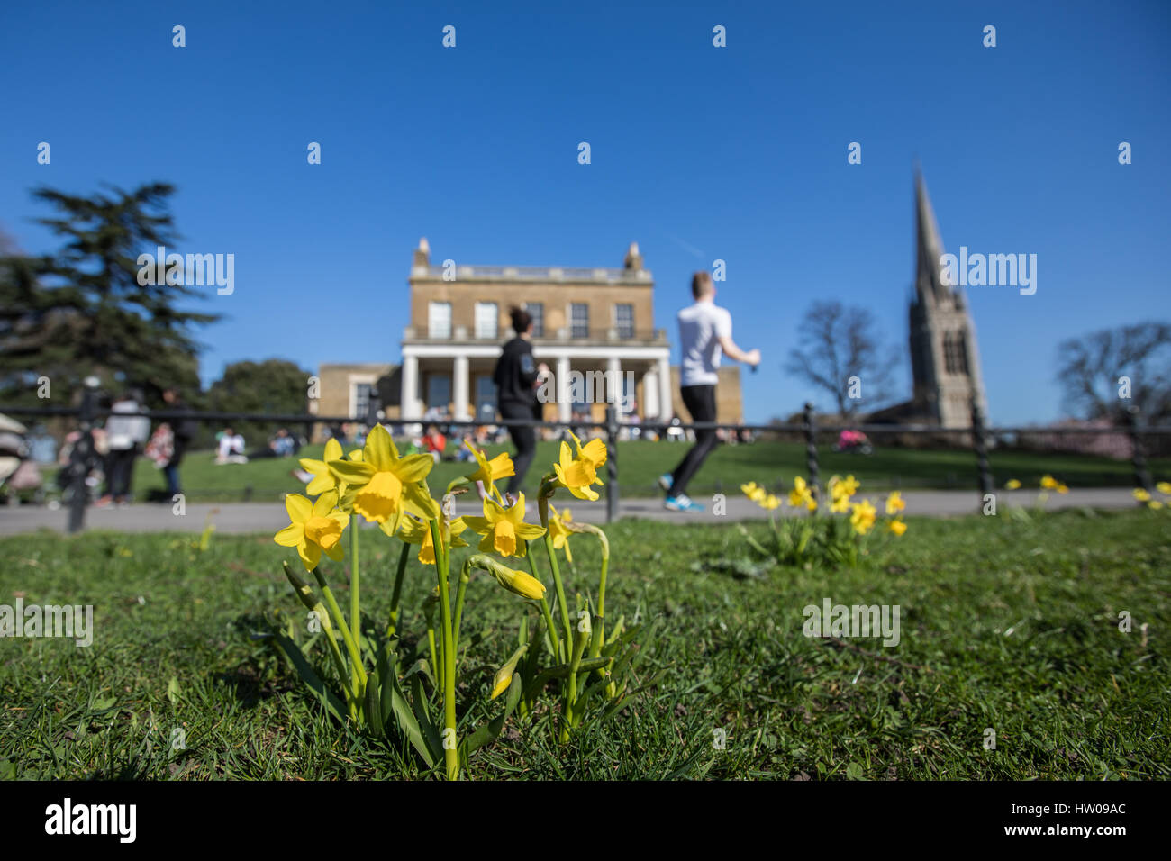 Londres, Royaume-Uni. Mar 15, 2017.UK weather. Belle, ensoleillée, le printemps de jonquilles dans Finsbury Park et Clissold Park, Londres. Credit : Carol Moir/Alamy Live News Banque D'Images