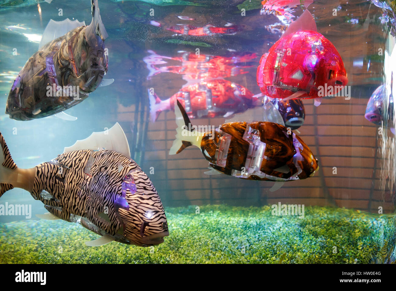 Tokyo, Japon. 15 mars 2017. Robots poissons nager dans l'aquarium à l'entrée du hall de l'Henn-na (bizarre) Hotel le 15 mars 2017, Chiba, Japon. L'hôtel est géré par des robots qui peuvent assister à guest en anglais, chinois et japonais. Chaque chambre dispose d'un robot concierge ''Tapia'' set de parler ou faire une demande auprès de clients comme activer ou désactiver ou fournit des prévisions météo et nouvelles. Henn-na hôtel ouvre sa deuxième succursale dans la préfecture de Chiba, près de Tokyo Disney du 15 mars, qui commencent à partir de 17 000 coût chambres JPN par nuit. Le premier hôtel a ouvert ses portes en 2015 robot à Nagasaki. Crédit : Banque D'Images Tokyo, Japon. 15 mars 2017. Robots poissons nager dans l'aquarium à l'entrée du hall de l'Henn-na (bizarre) Hotel le 15 mars 2017, Chiba, Japon. L'hôtel est géré par des robots qui peuvent assister à guest en anglais, chinois et japonais. Chaque chambre dispose d'un robot concierge ''Tapia'' set de parler ou faire une demande auprès de clients comme activer ou désactiver ou fournit des prévisions météo et nouvelles. Henn-na hôtel ouvre sa deuxième succursale dans la préfecture de Chiba, près de Tokyo Disney du 15 mars, qui commencent à partir de 17 000 coût chambres JPN par nuit. Le premier hôtel a ouvert ses portes en 2015 robot à Nagasaki. Crédit : Banque D'Images