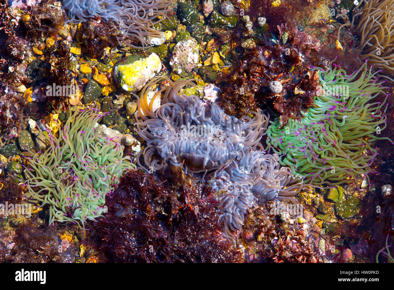Snakelocks ( anémone Anemonia viridis) dans un bassin de marée Banque D'Images