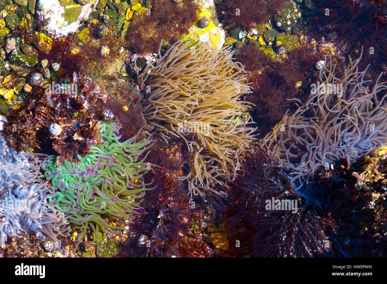 Snakelocks ( anémone Anemonia viridis) dans un bassin de marée Banque D'Images