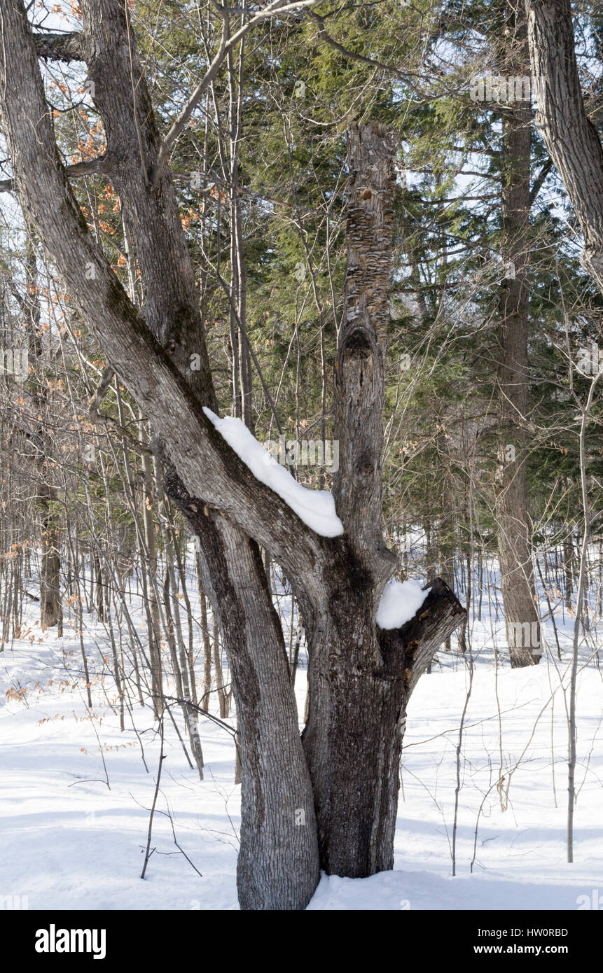 En hiver Bois Trillium Banque D'Images