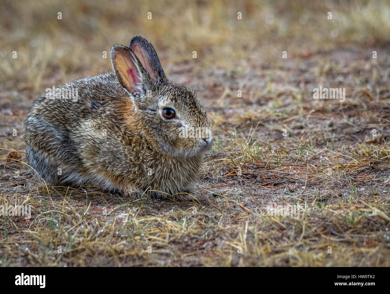 Lapin lapin sauvage avec des gouttes de pluie sur la fourrure. champ, pré, ferme après la pluie. libre. copier l'espace. Banque D'Images