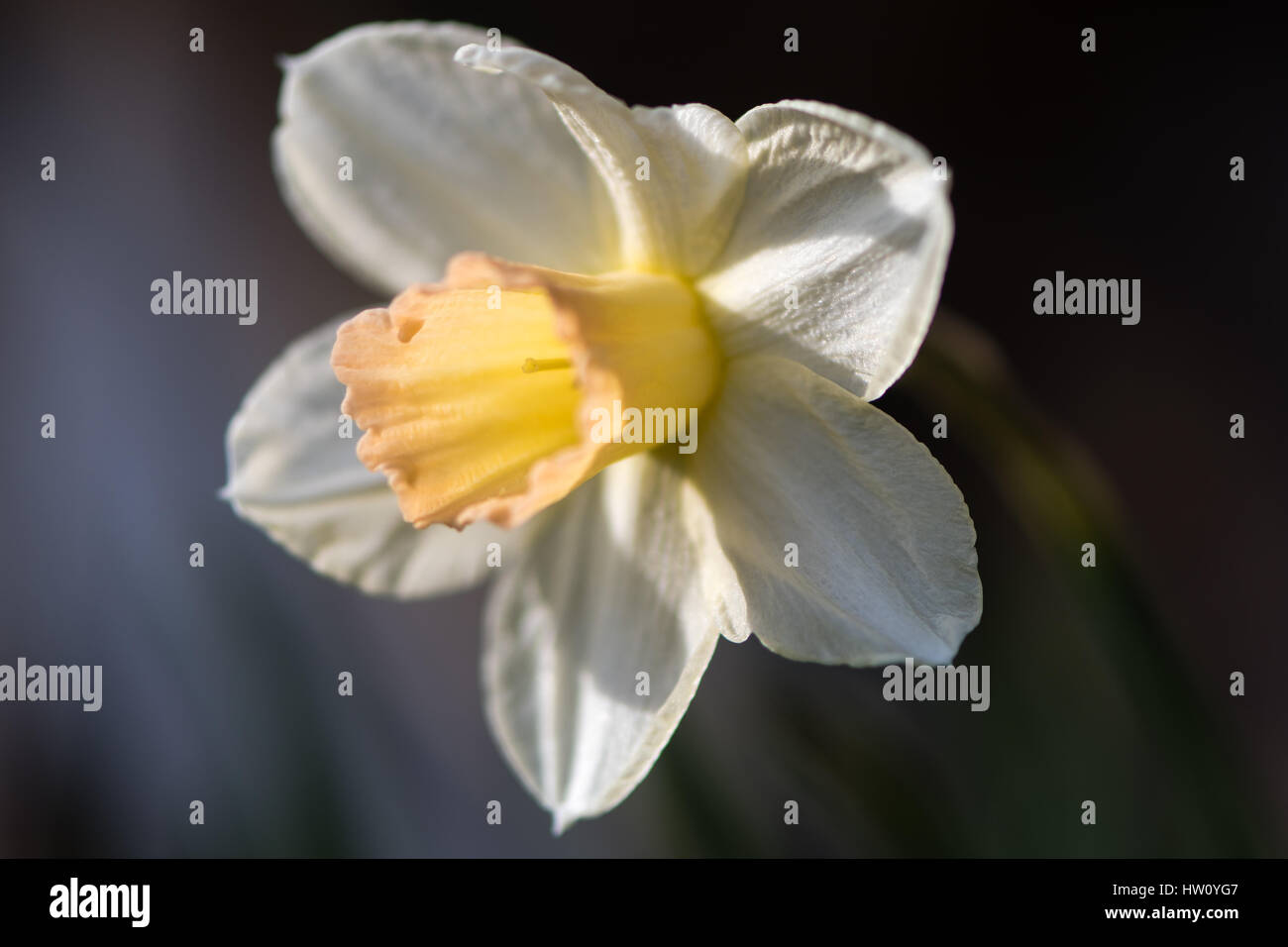 Narcisse jonquille fleur Waterperry. Jaune et Blanc ivoire Dainty fleur de source vivace dans la famille Amaryllidaceae (amaryllis) Banque D'Images Narcisse jonquille fleur Waterperry. Jaune et Blanc ivoire Dainty fleur de source vivace dans la famille Amaryllidaceae (amaryllis) Banque D'Images