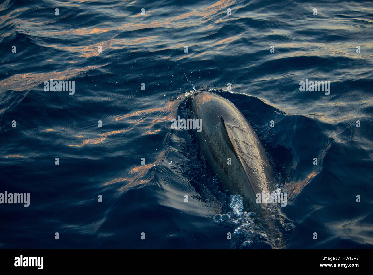 Les Maldives, Rangali Island. Conrad Hilton Resort. La croisière au coucher du soleil à regarder les dauphins nager. Banque D'Images