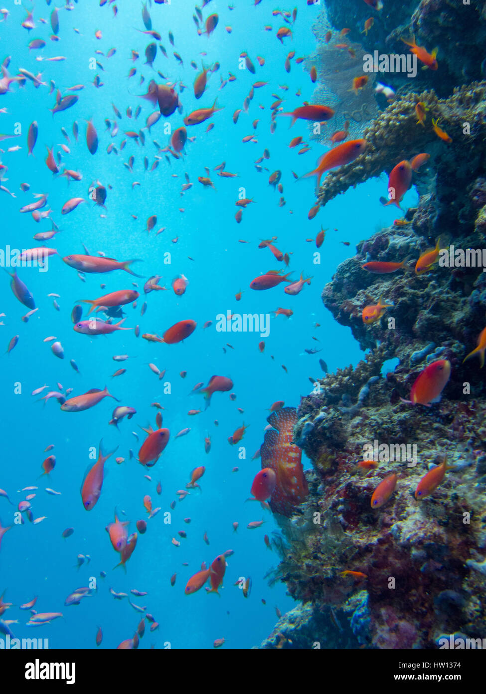 Les Maldives, Rangali Island. Conrad Hilton Resort. La plongée sous-marine. Banque D'Images