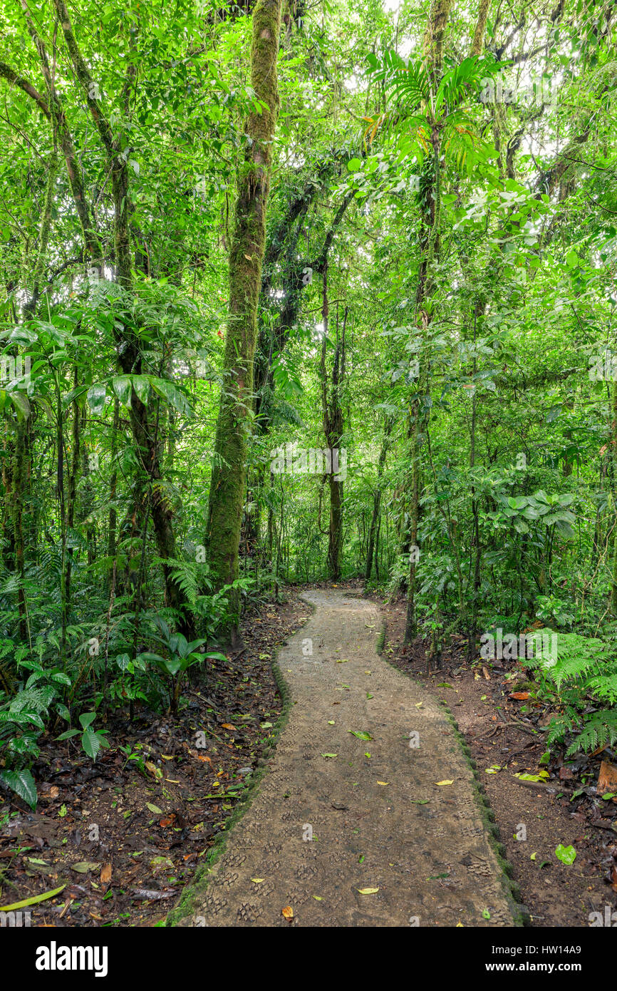 Chemin de pierre en Costa Rica Monteverde rainforest Banque D'Images