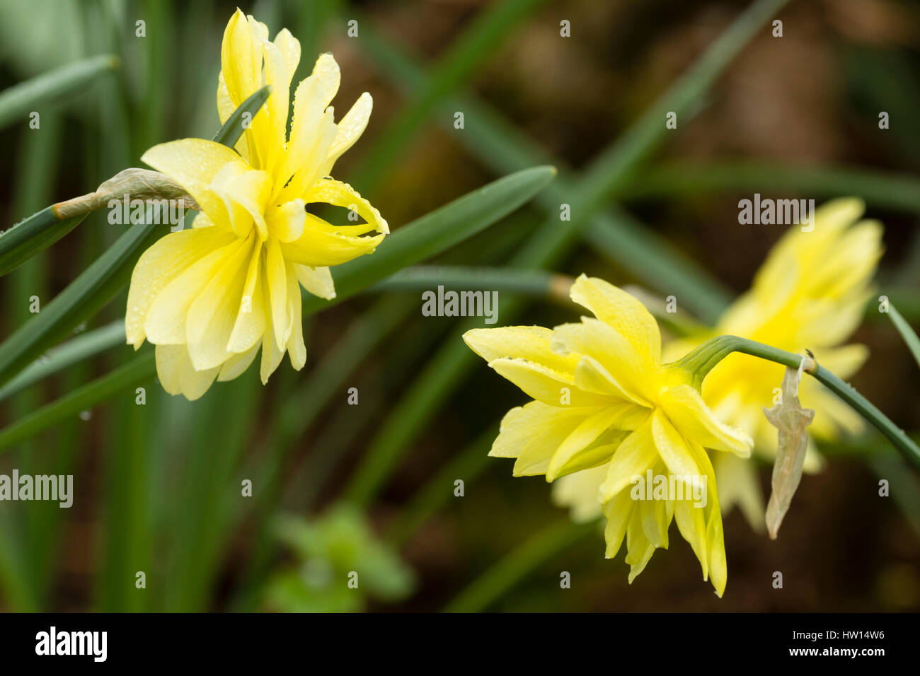 Les fleurs doubles jaune pâle de la jonquille patrimoine variété, le Queen Anne's double, Narcissus 'Eyestettensis» Banque D'Images