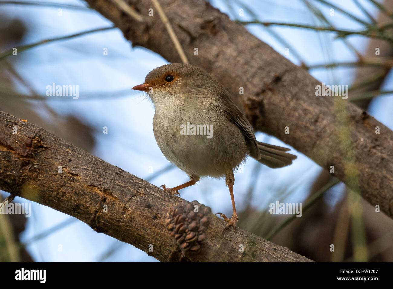 Superbe Conte de Wren (Malurus cyaneus - femelle) Banque D'Images