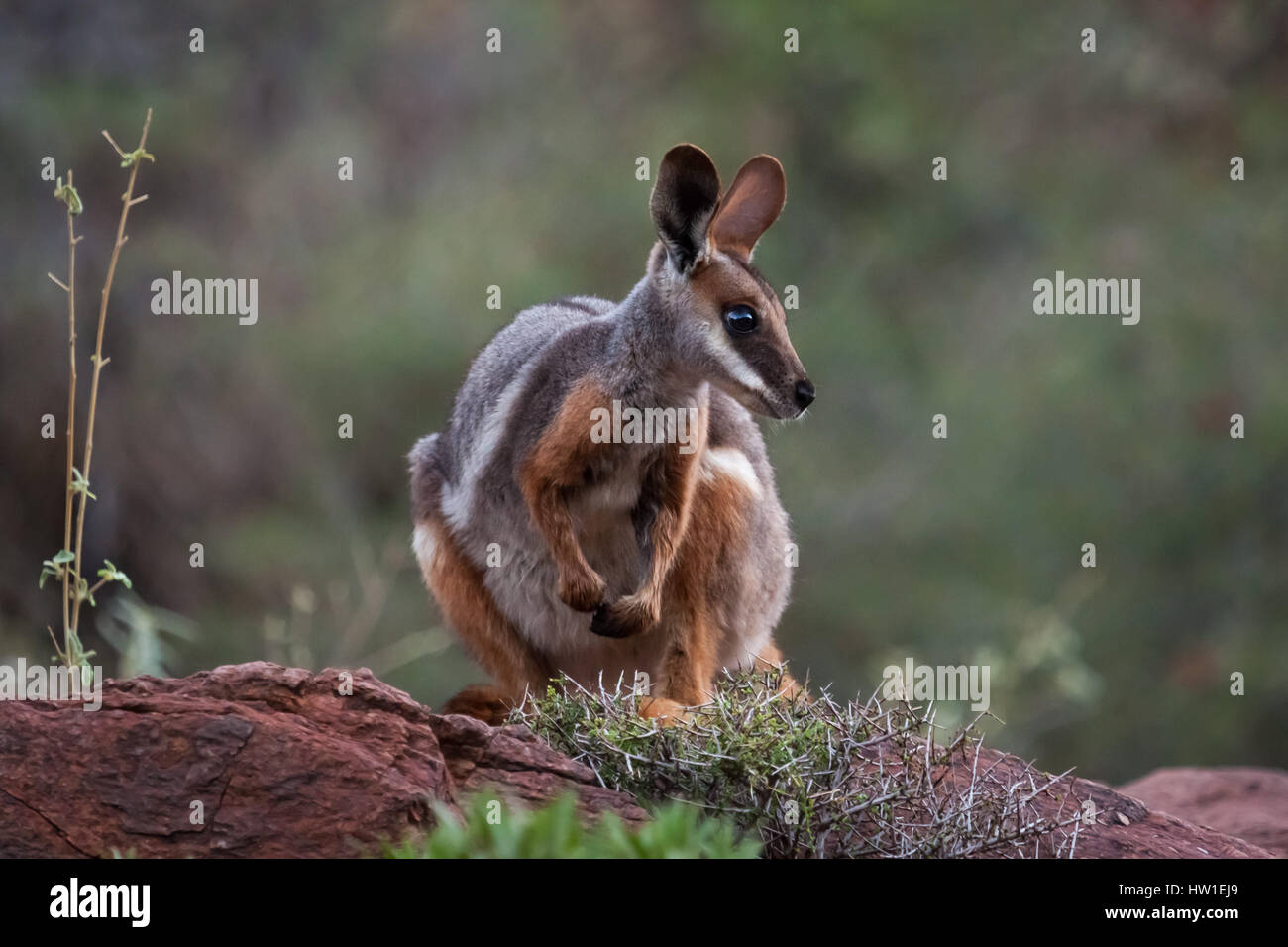 Yellow-footed Rock wallaby (Petrogale xanthopus-) Banque D'Images