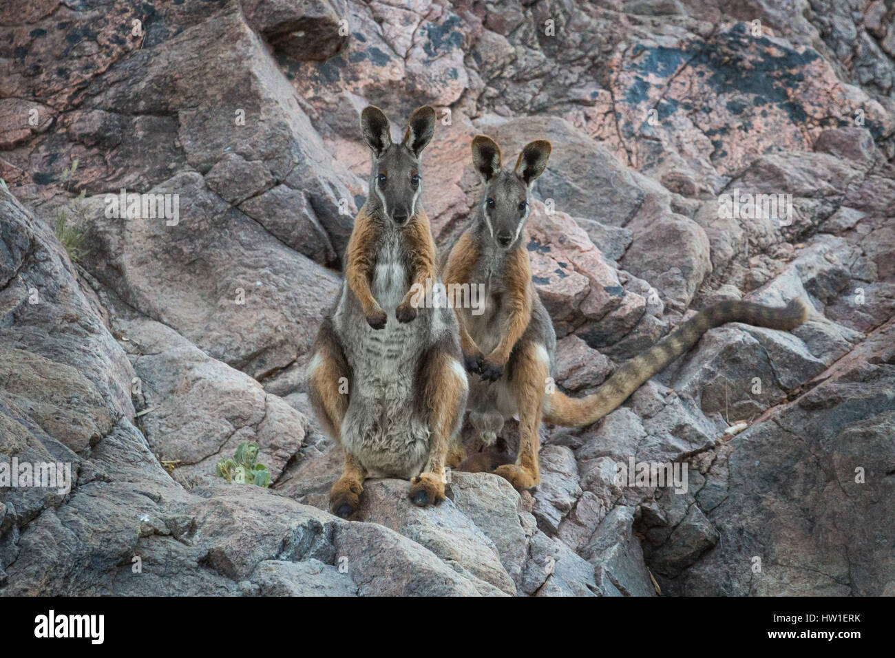 Yellow-footed Rock wallaby (Petrogale xanthopus-) Banque D'Images