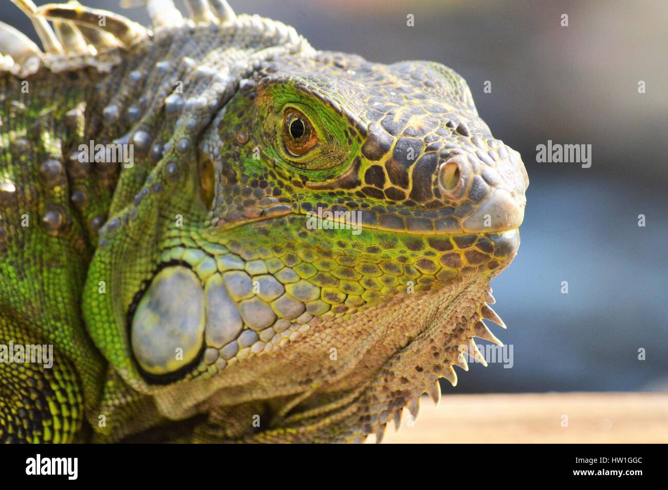 Sur le quai de l'iguane Banque D'Images