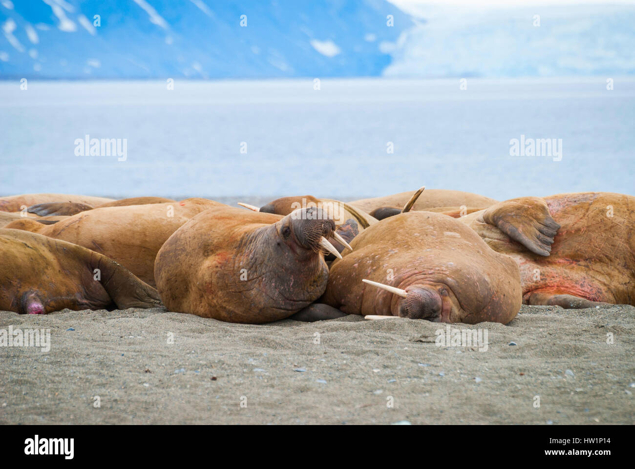 Les morses se trouvant sur la rive au Spitzberg, l'Arctique Banque D'Images