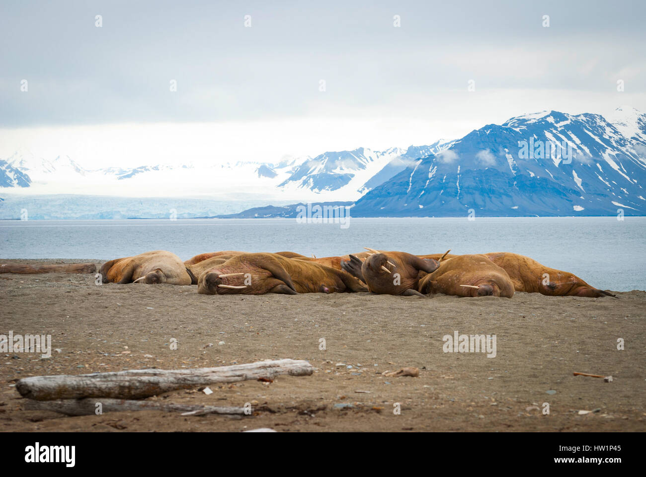 Les morses se trouvant sur la rive au Spitzberg, l'Arctique Banque D'Images