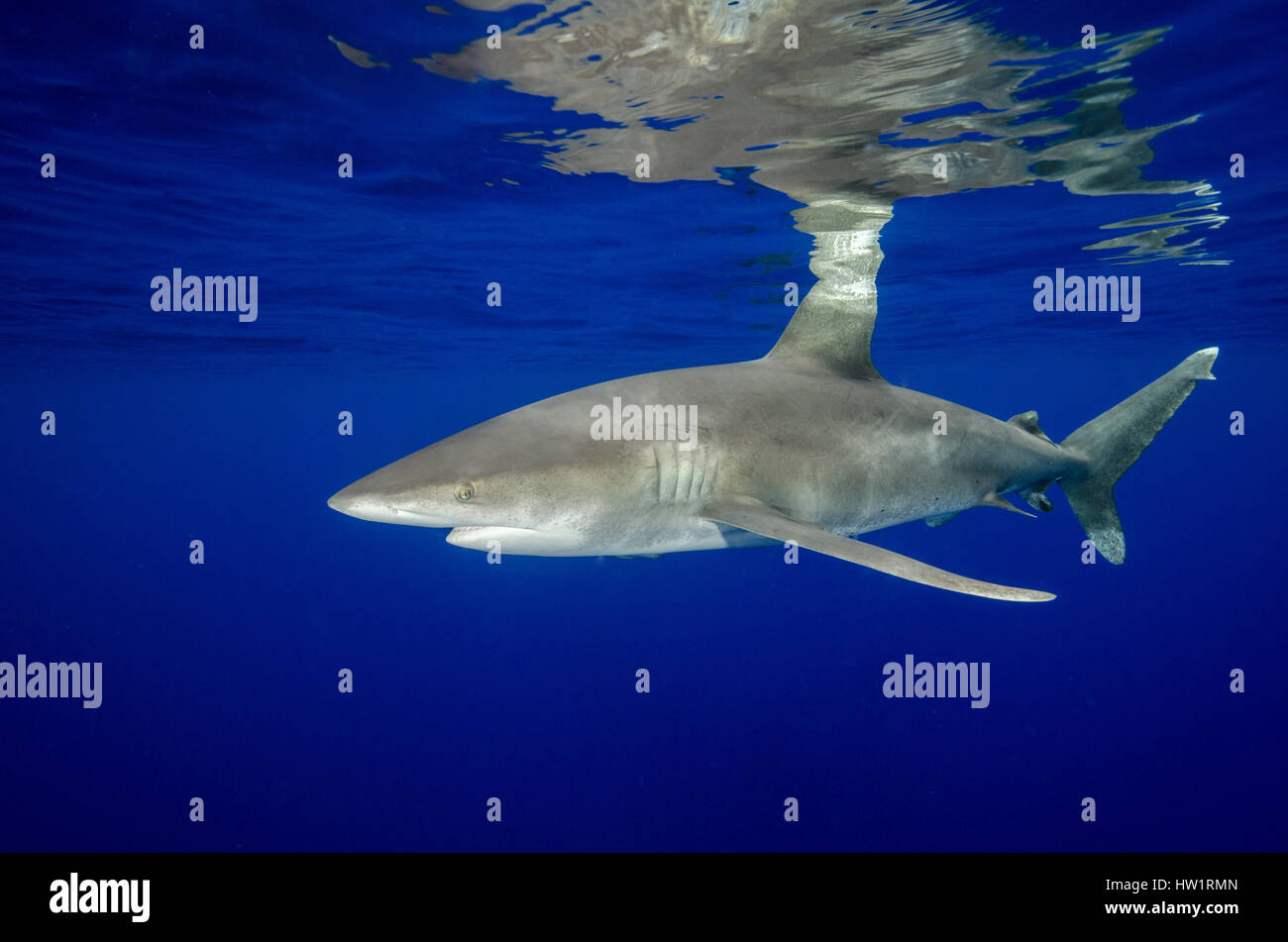 Requin à pointe blanche océanique avec des réflexions Banque D'Images