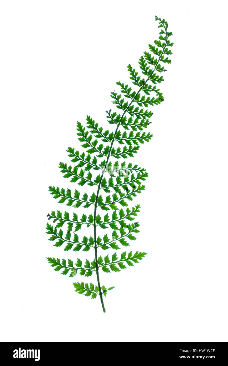 Polystichum setiferum proliferum leaf contre un fond blanc, pur Banque D'Images