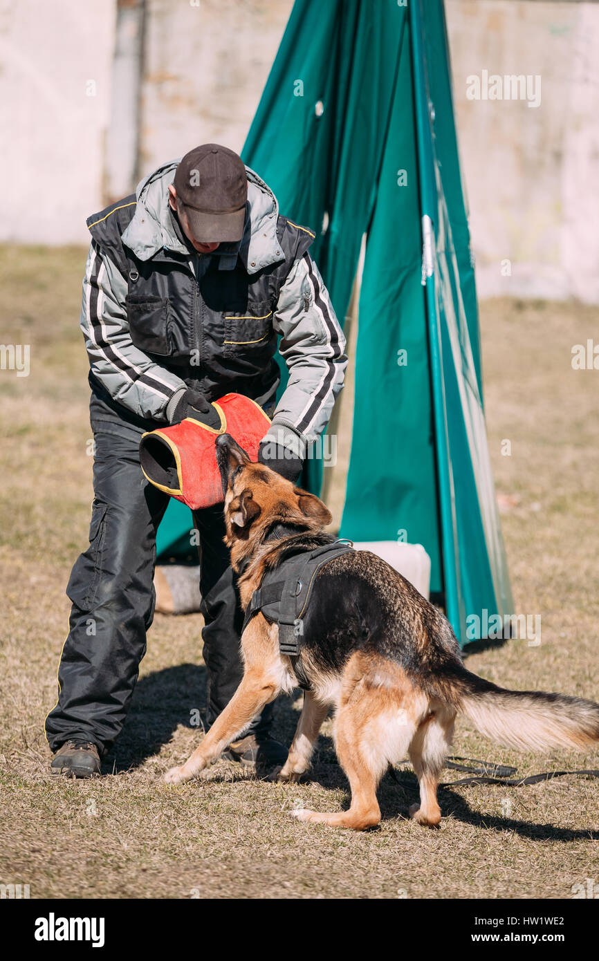 Formation de chien de berger allemand. Chien de mordre. Chien Loup d'Alsace. Deutscher, chien Banque D'Images