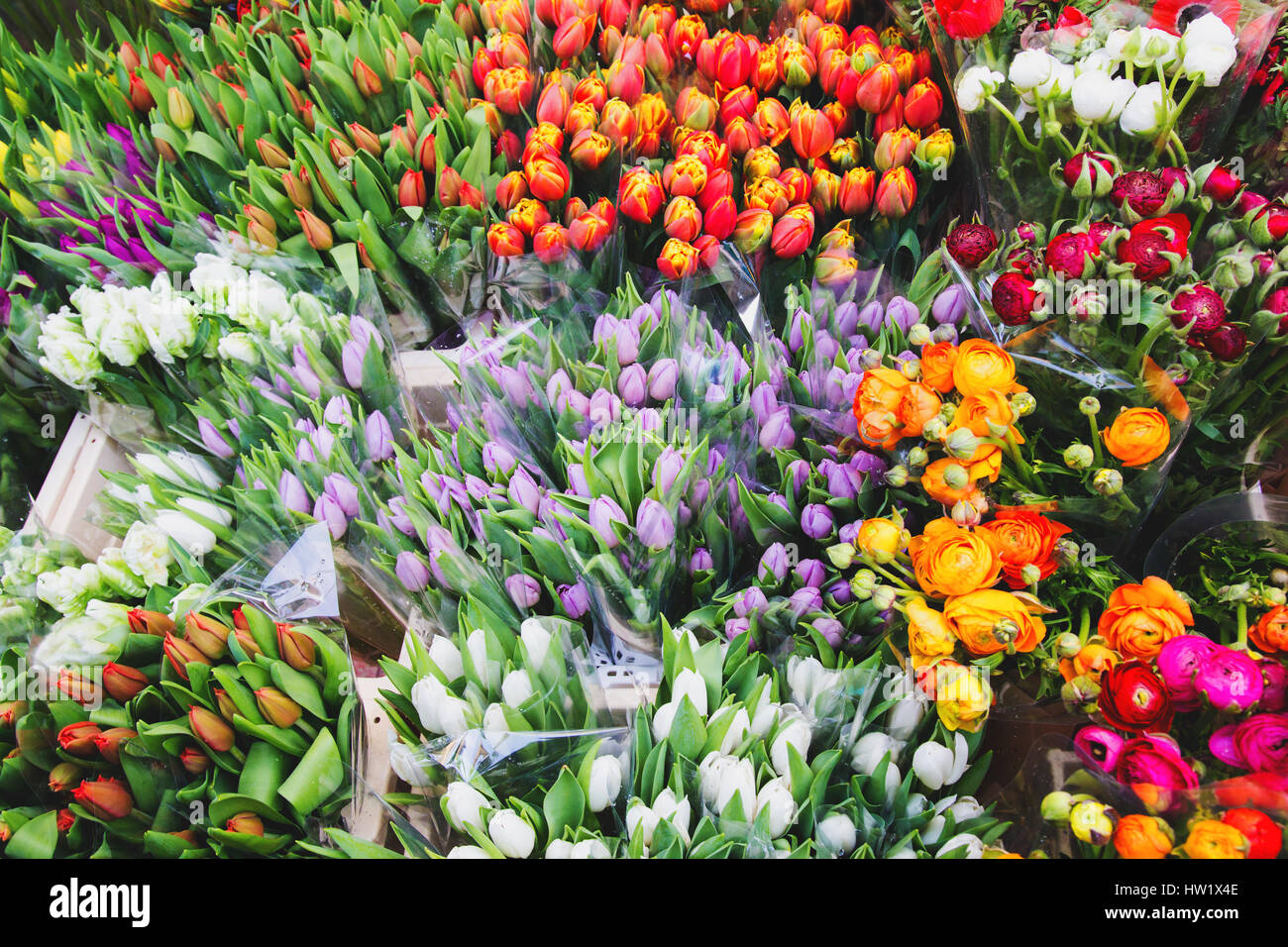 Tulip. Beau bouquet de tulipes. tulipes colorées tulipes au printemps. Banque D'Images