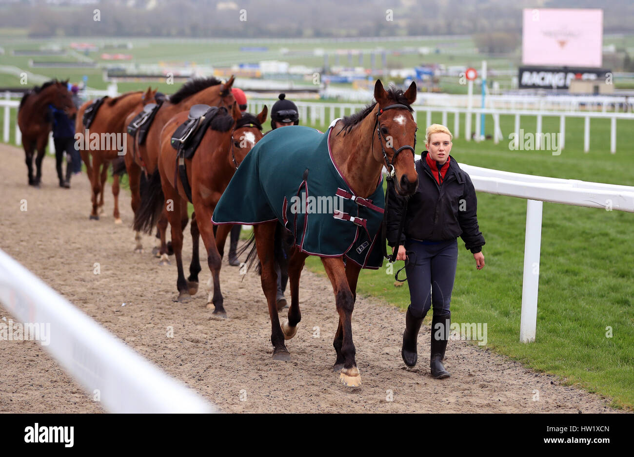 Horse font leur chemin de retour à la suite d'une ruée sur les galops d'avance sur le troisième jour de la Cheltenham Festival 2017 à l'Hippodrome de Cheltenham. Banque D'Images