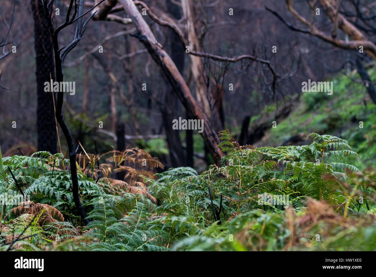Apollo Bay repousse le feu de brousse Banque D'Images Apollo Bay repousse le feu de brousse Banque D'Images