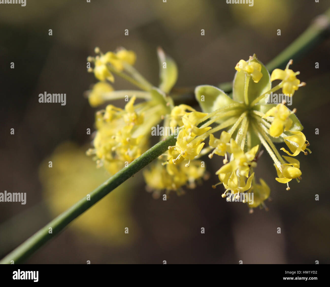Les premières fleurs jaune vif de Cornus mas également connu sous le nom de cerise en cornaline, cornel ou Ccherry le cornouiller, le soleil, sur un fond sombre Banque D'Images