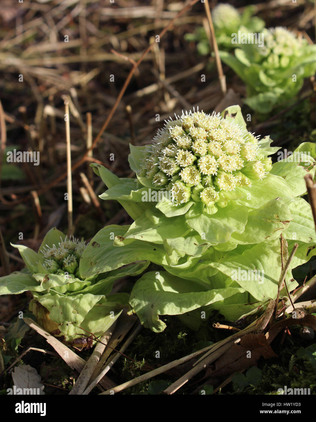 L'inhabituelle de Petasites japonicus fleurs émergent également connu sous le nom de Fuki, tourbière de la rhubarbe, doux géant japonais tussilage ou Pétasite, grandissant dans un parc naturel Banque D'Images