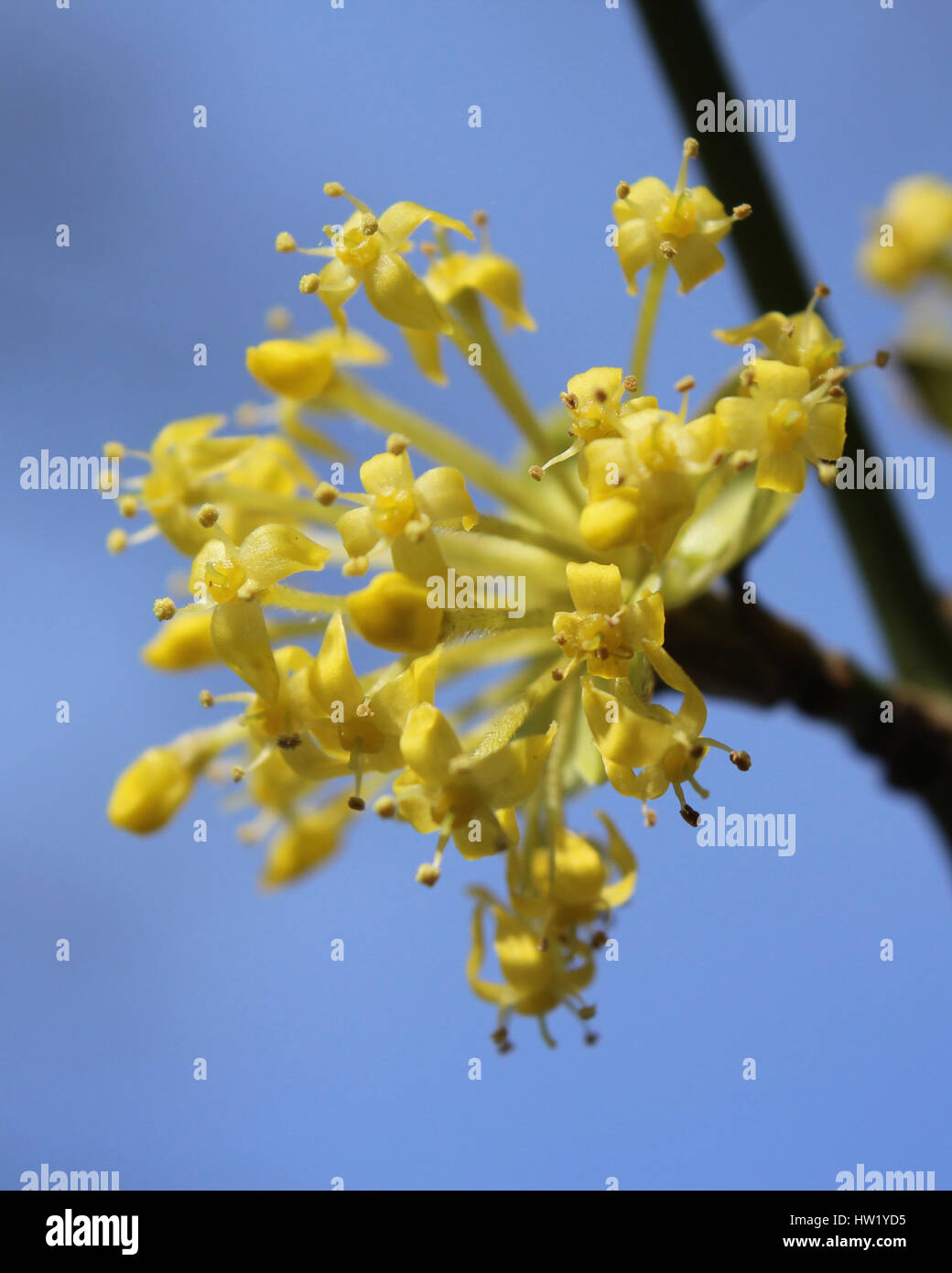 Les premières fleurs jaune vif de Cornus mas également connu sous le nom de cerise en cornaline, cornel ou cerisier en cornaline, cornouiller sunlit contre un arrière-plan Banque D'Images