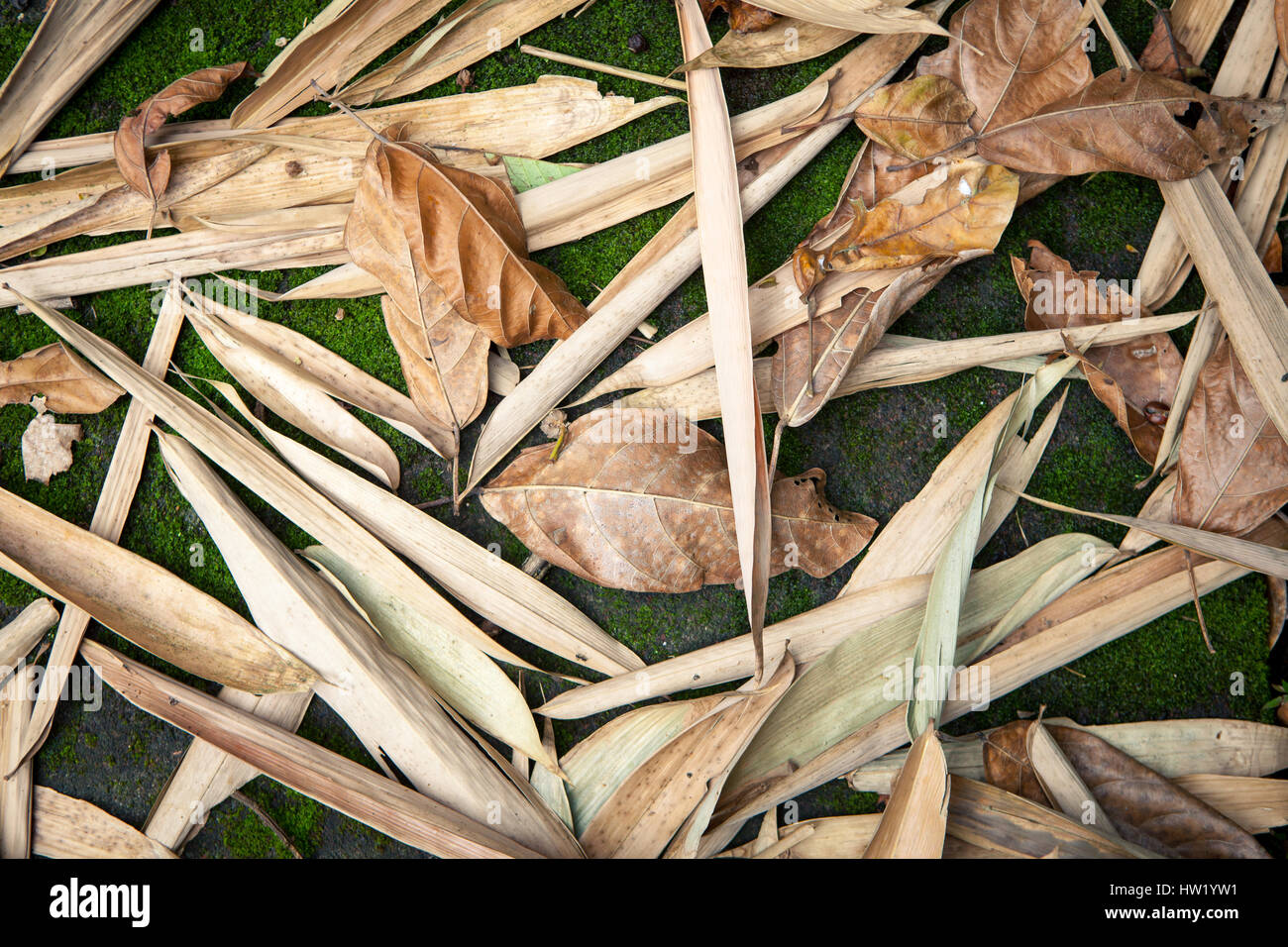 La texture de fond d'automne feuilles tropicaux séchés Banque D'Images