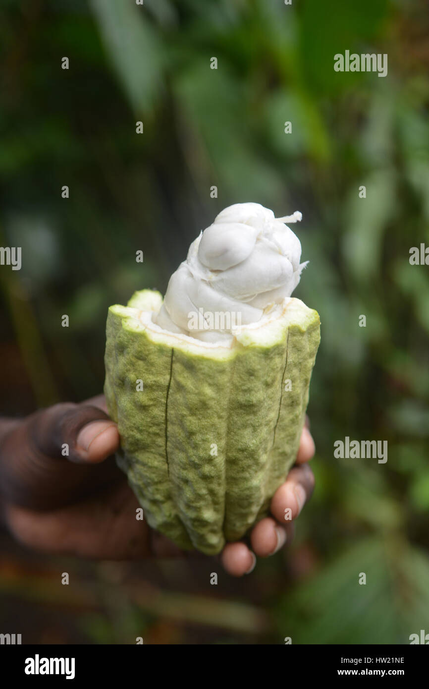 Les fèves de cacao humide dans la cabosse Banque D'Images
