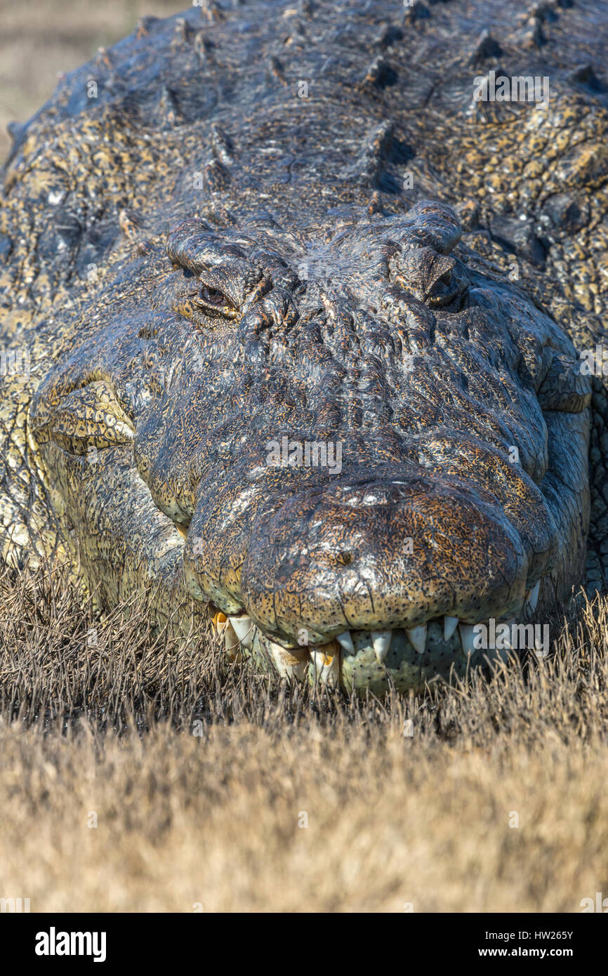 Le crocodile du Nil (Crocodylus niloticus), rivière Chobe, au Botswana, en juin 2016 Banque D'Images