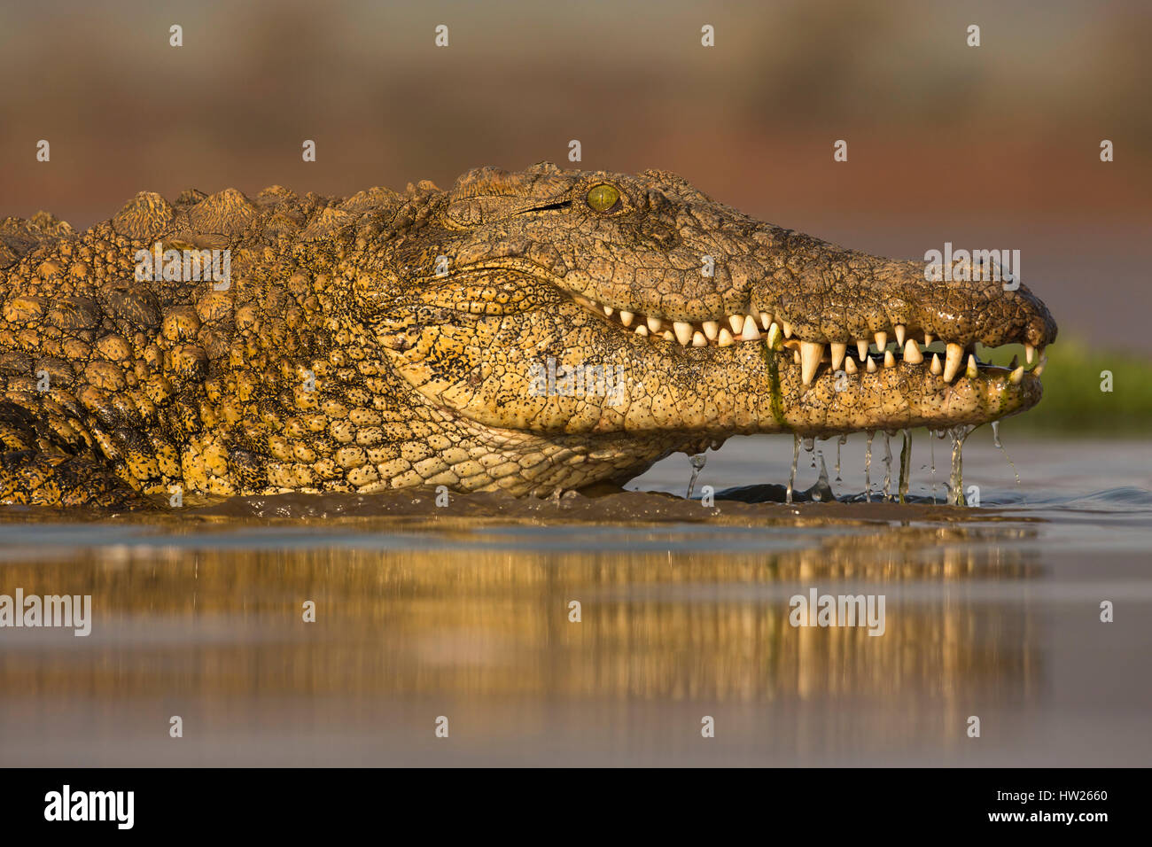 Le crocodile du Nil (Crocodylus niloticus) Zimanga Private Game Reserve, KwaZulu-Natal, Afrique du Sud, septembre 2016 Banque D'Images