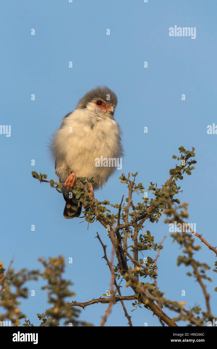 (Polihierax semitorquatus Pygmy falcon), Kgalagadi Transfrontier Park, Afrique du Sud, Juin 2016 Banque D'Images