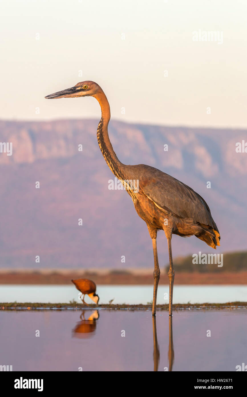 Héron goliath (Ardea goliath), Zimanga Private Game Reserve, KwaZulu-Natal, Afrique du Sud, Juin 2016 Banque D'Images