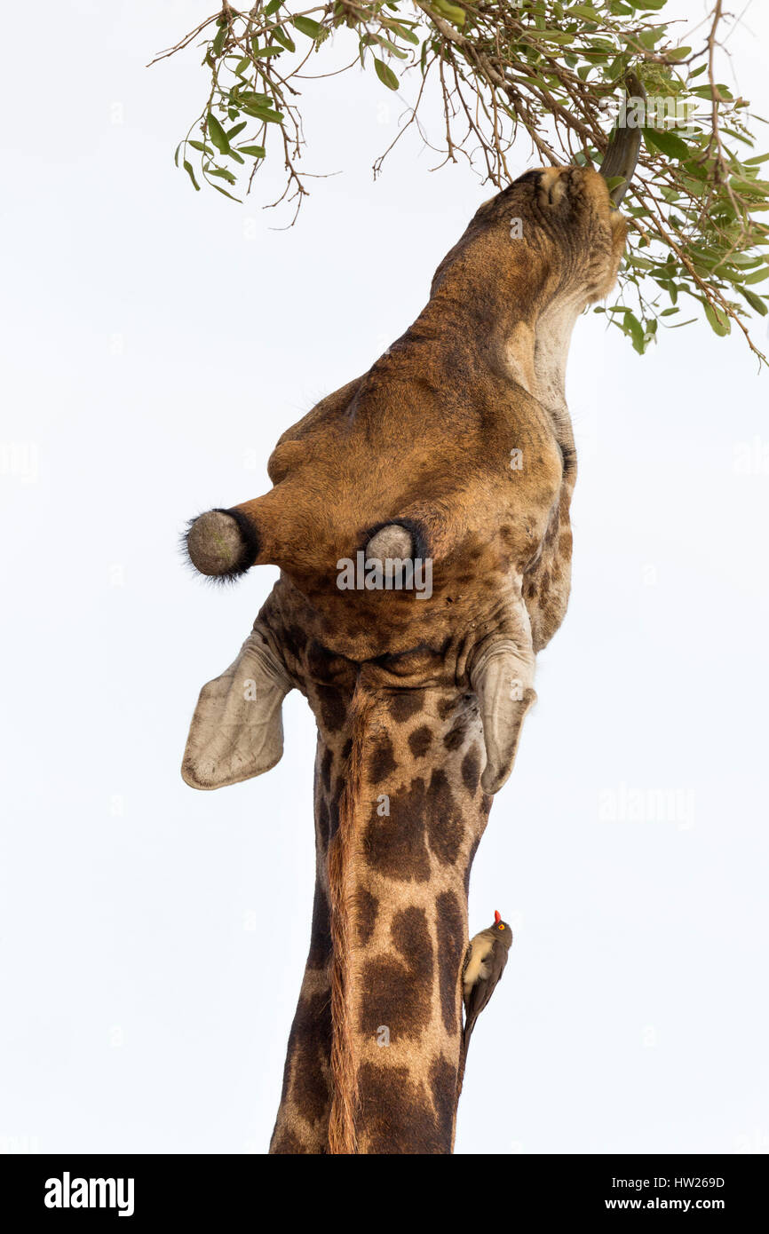 Girafe (Giraffa camelopardalis) Alimentation par redbilled oxpecker (Buphagus erythrorhynchus), Kruger National Park, Afrique du Sud, septembre 2016 Banque D'Images