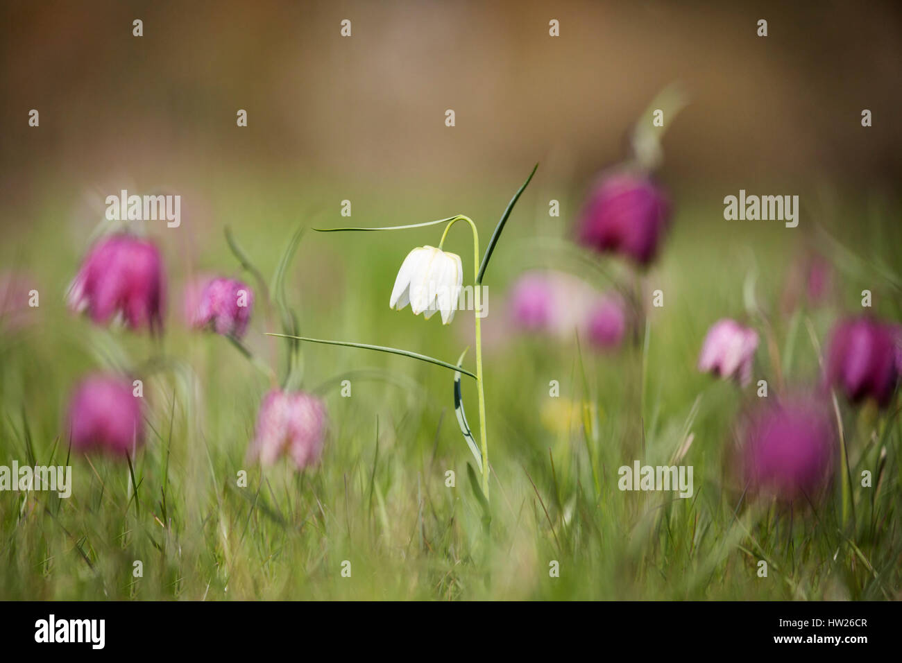 Snakeshead fritillaries (Fritillaria meleagris), d'Iffley pré, Oxford, Avril 2016 Banque D'Images