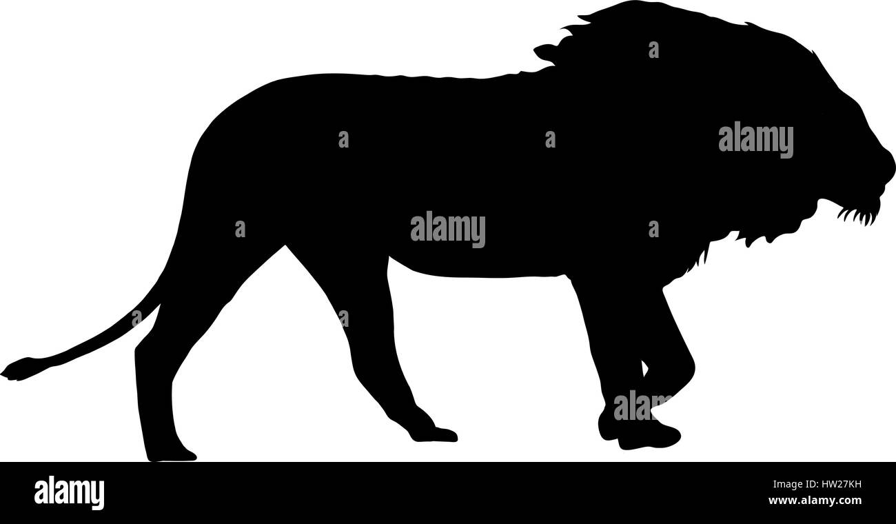 Silhouette d'un lion mâle marche Illustration de Vecteur
