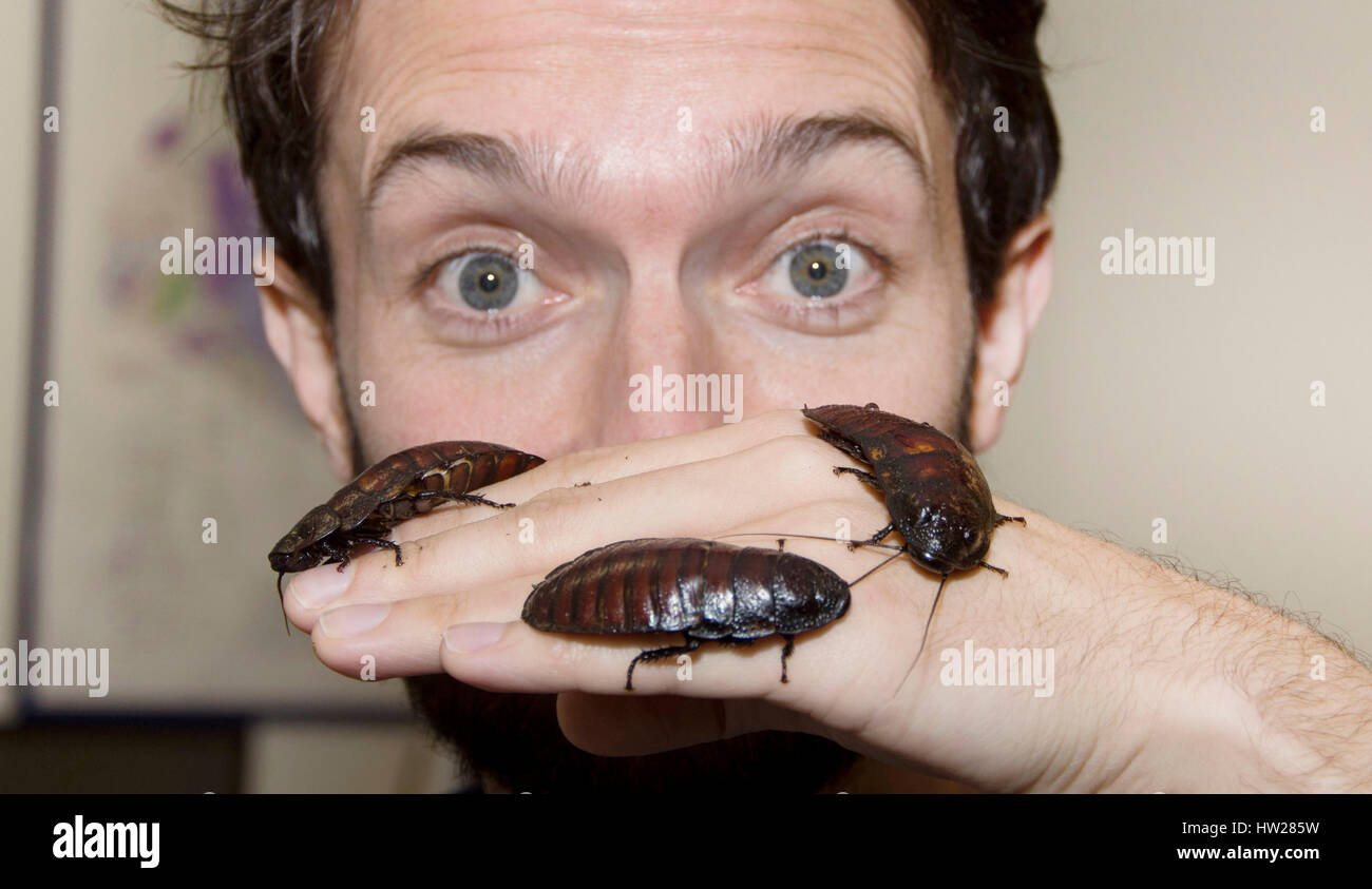 Pays de Galles, Royaume-Uni. 26 janvier 2017. Dr Tim Cockerill est représenté tenant trois blattes Madagasgan à annoncer son talk 'Si Bugs got Banque D'Images