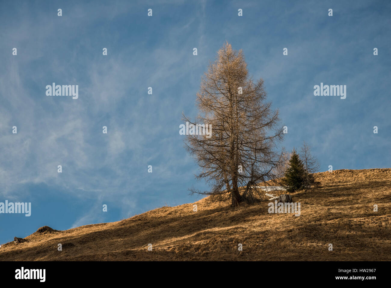 Autriche, hors Tyrol, arbre Larch en hiver dans les montagnes de Villgratental Banque D'Images